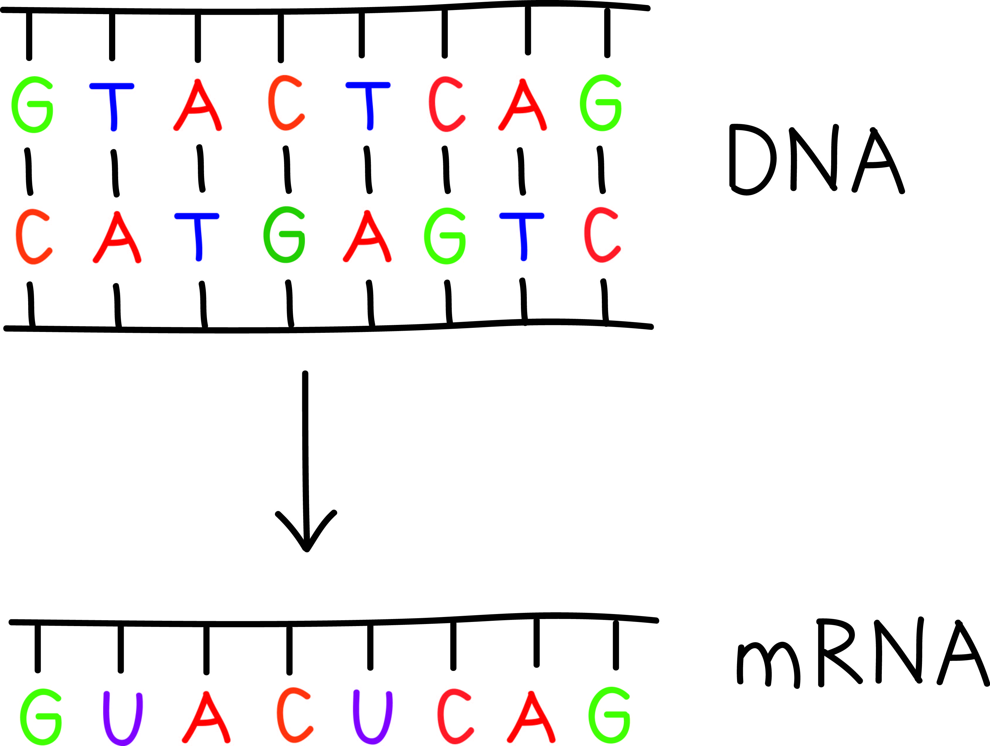 DNA og RNA - likheter og ulikheter - Mutert
